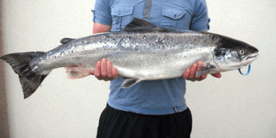 argideen river salmon 1.gif